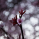 Illustration for article titled 70 Spectacular Spring Wallpapers